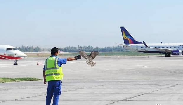 How to choose a bird repellent suitable for airport use?