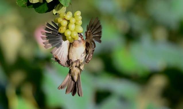 What are the functional characteristics of an ultrasonic bird repellent